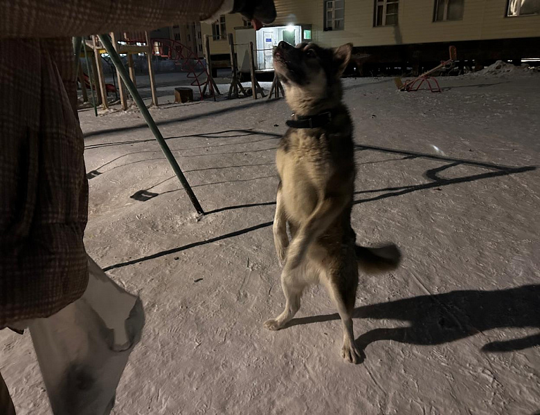 ЧЕЛОВЕК СОБАКЕ ДРУГ